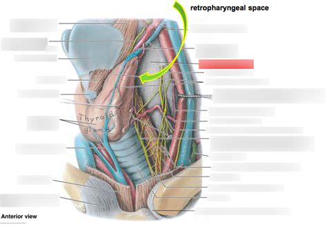 Retropharyngeal Space Diagram | Quizlet