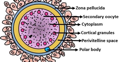 Structure & Function Of Secondary Oocyte