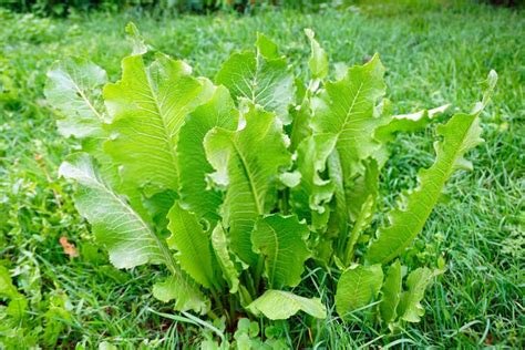 14 Best Sweet Potato Companion Plants {They're Amazing}