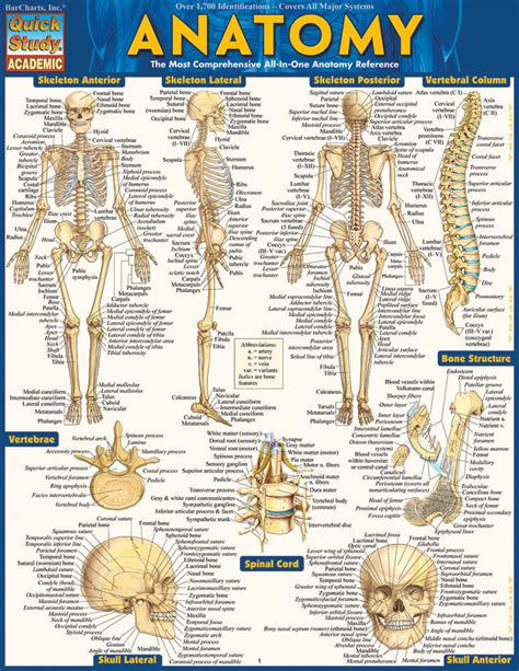 Anatomy Diagrams For Medical Students