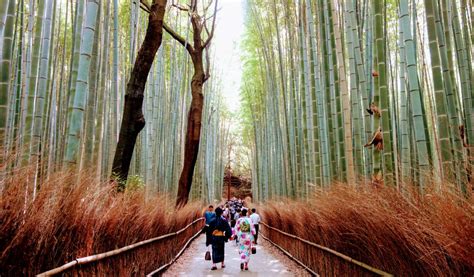 Sagano Bamboo Forest | Japan Cheapo