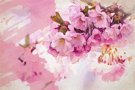 25+ Cherry Blossom Watercolor Inspirations to Dream About ...