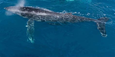 Fraser Island wildlife location in Australia, Asia | Wildlife Worldwide