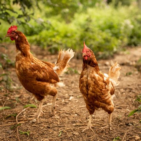 8 Of The Best Egg Laying Chickens For Backyard Farmers Garden And Happy