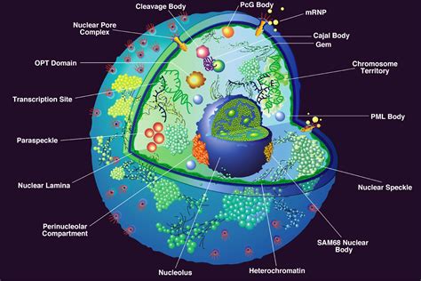 Nucleus Diagram Labeled