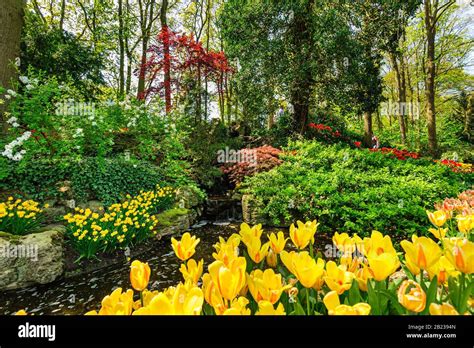 Tulip fields in Netherlands Stock Photo - Alamy