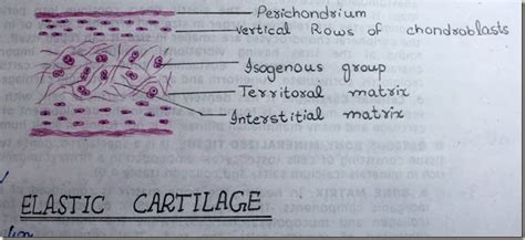 Histology Slides Database: elastic cartilage high resolution histology ...