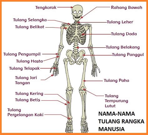 KOMIK & KOMPUTER INFORMASI: Nama-Nama Tulang Pada Tubuh Manusia Manusia ...