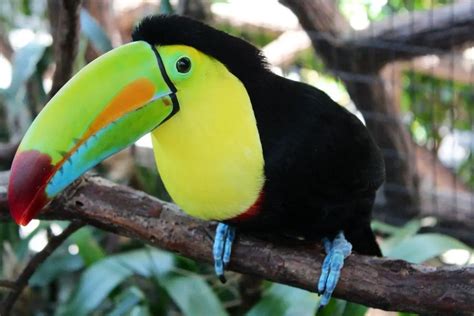 toucan_bird_perched_macro | InterestingFacts.org