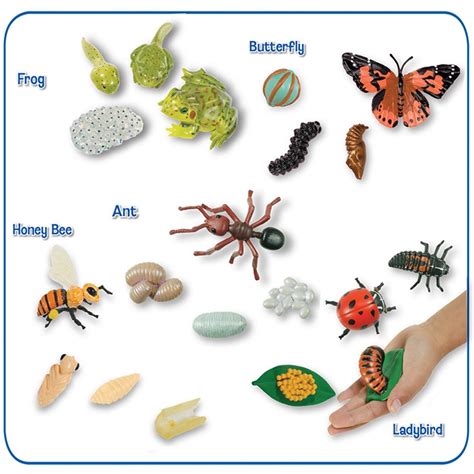 Life Cycle Stages Figurines Collection | Insect Lore