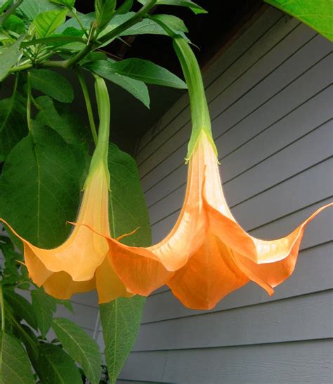 5 Orange Angel Trumpet Brugmansia Seeds