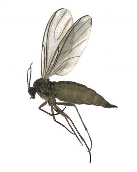 Fungus Gnats: Tiny Flies Around Your Houseplants - Insect Diagnostic Lab