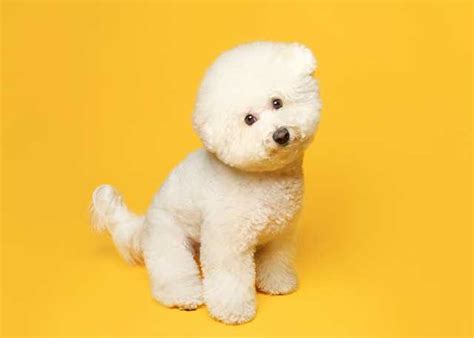 Bichon Frise Dogs | Dog Breed Characteristics - All About Bichon Frises