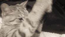 Cat Upset Cat GIF - Cat Upset Cat Upset - Discover & Share GIFs