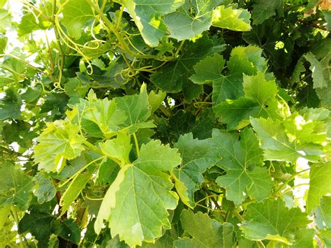 Picking and preserving grape leaves | Food Heritage Foundation