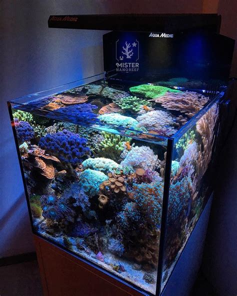 best nano reef tank