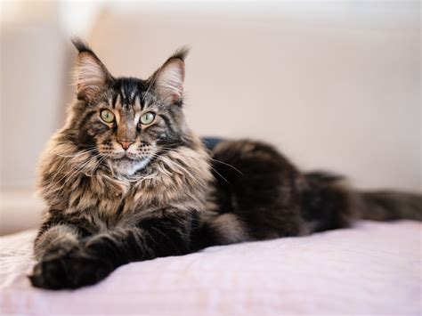 Maine Coon cat in Sri Lanka, price and recommendations