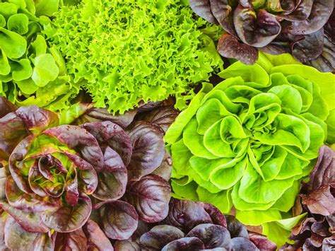 Lettuce Varieties - Learn About The Different Types Of Lettuce