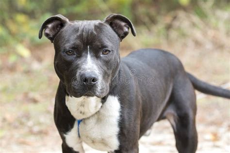 Young Black and White Pitbull Terrier Dog on Leash Stock Image - Image ...