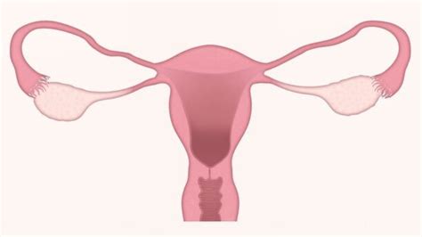 Is Anteverted Uterus Good Or Bad? Causes, Sign, Treatment (2025)