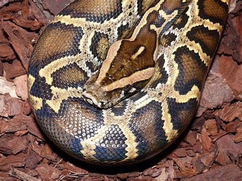 Snakes of Taiwan: Python molurus bivittatus - Burmese Python