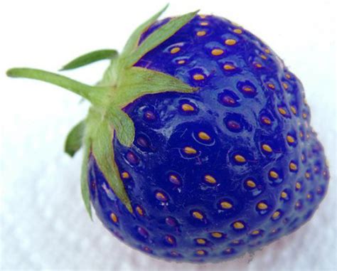 Behold, a Blue Strawberry?