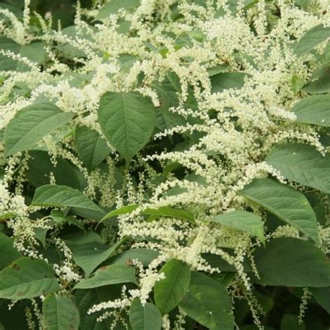 Japanese Knotweed Invasive Plant