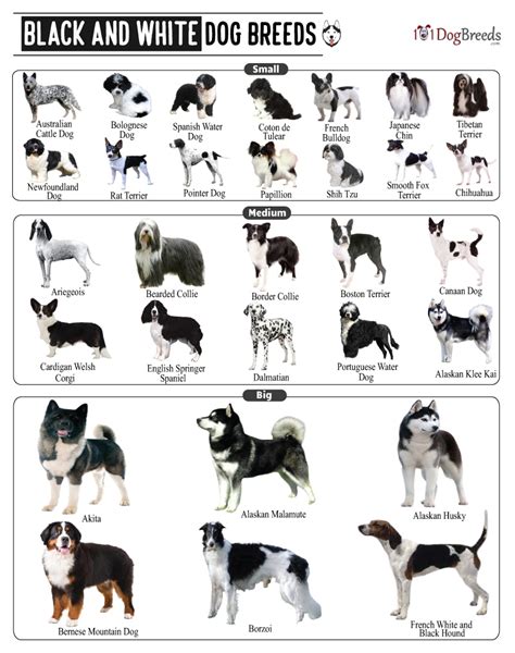 List of Small, Medium & Big Black and White Dog Breeds With Pictures ...