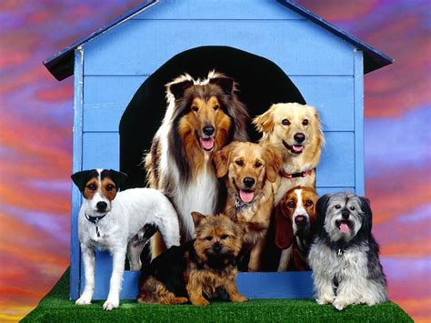 Dogs Family at Home Wallpapers Backgrounds | Dogs Wallpapers Backgrounds