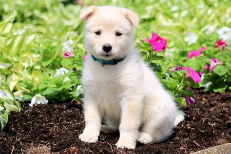 Samoyed Mix Puppies For Sale | Puppy Adoption | Keystone Puppies