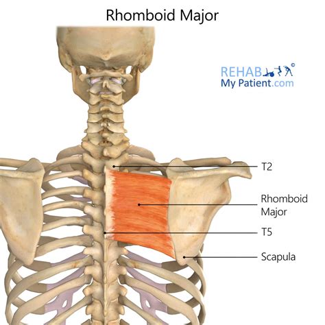 Rhomboid Major | Rehab My Patient