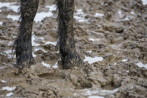 Mud Fever - Causes, Treatment & Prevention - The Little Feed Company