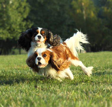 King charles cavalier spaniel - lopezfreedom