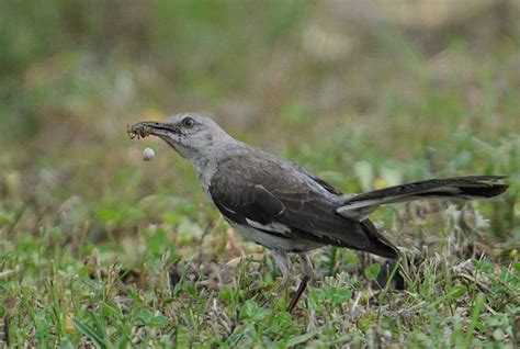 Northern Mockingbird | BirdForum