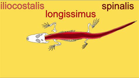 epaxial muscles in vertebrates - YouTube