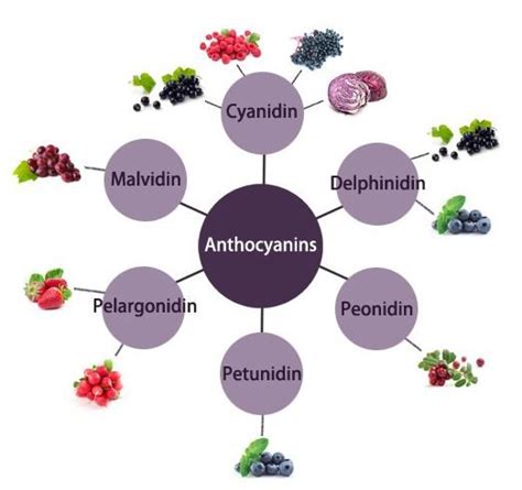 Anthocyanin Suppliers & Manufacturers & Factory - Wholesale Price ...