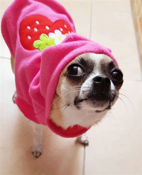 Funny Chihuahua Outfits - Pets Lovers