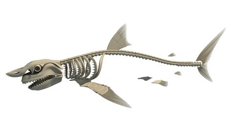 Great White Shark Skeleton 3D Model – 3D Horse