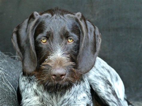 German Wirehaired Pointer | Breed Info, Pics, Puppies, Traits | Hepper