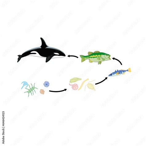 Marine food chain orca killer whale fish plankton Stock Vector | Adobe ...