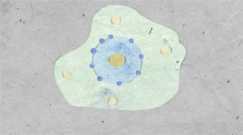 Disorder Brings Order: Membraneless Organelles and Intrinsically ...