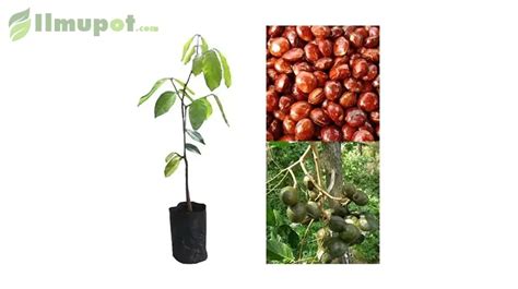 Pohon Jengkol Mini: Harga Bibit, Cara Menanam & Manfaat | Ilmupot.com