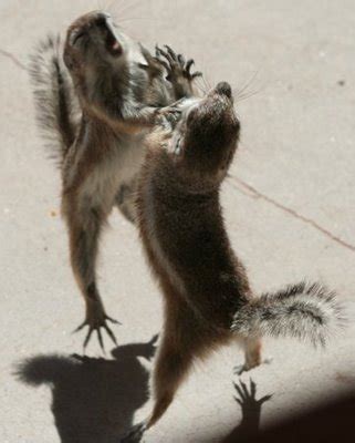 Squirrels fighting | Funny