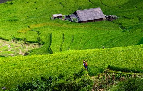 Padi Field II SAPA ,Vietnam - null | Field, Padi, Vietnam