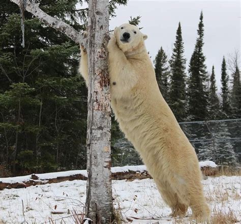 Ontario is home to the largest polar bear habitat in the world