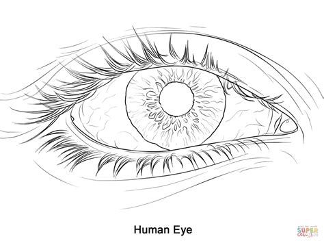 Eye Outline Drawing at GetDrawings | Free download