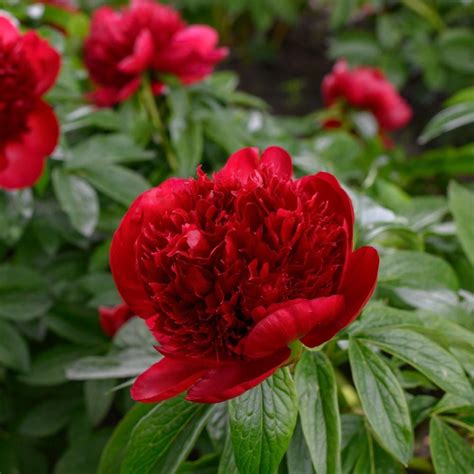 Peony 'Red Charm' | White Flower Farm