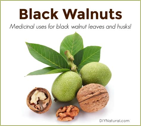 Black Walnut: Medicinal Uses for Black Walnut Leaves and Husks