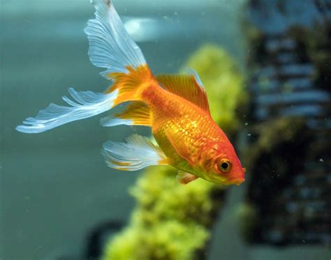 Comet Goldfish Care, Information, & Pictures (Breed Guide)