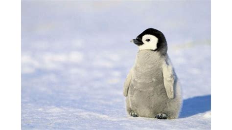 Cute Penguin Backgrounds (48+ pictures) - WallpaperSet